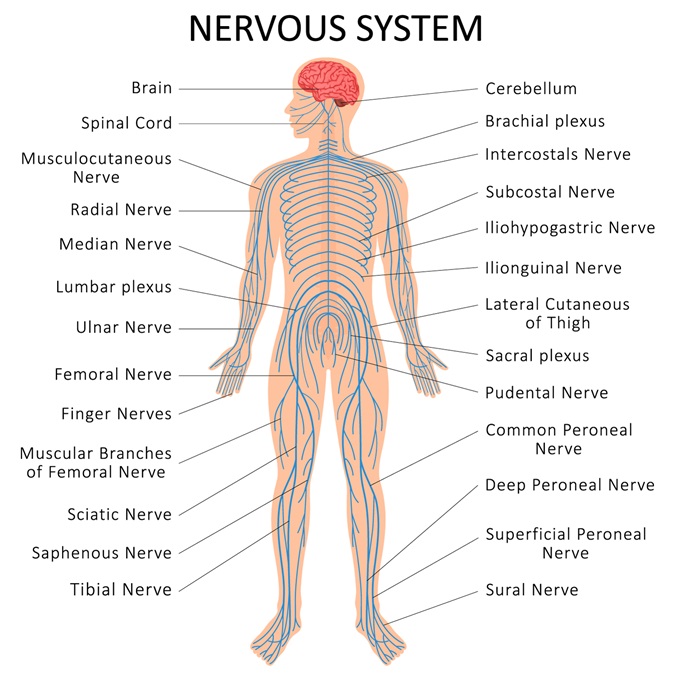 an illustrated image of the human nervous system